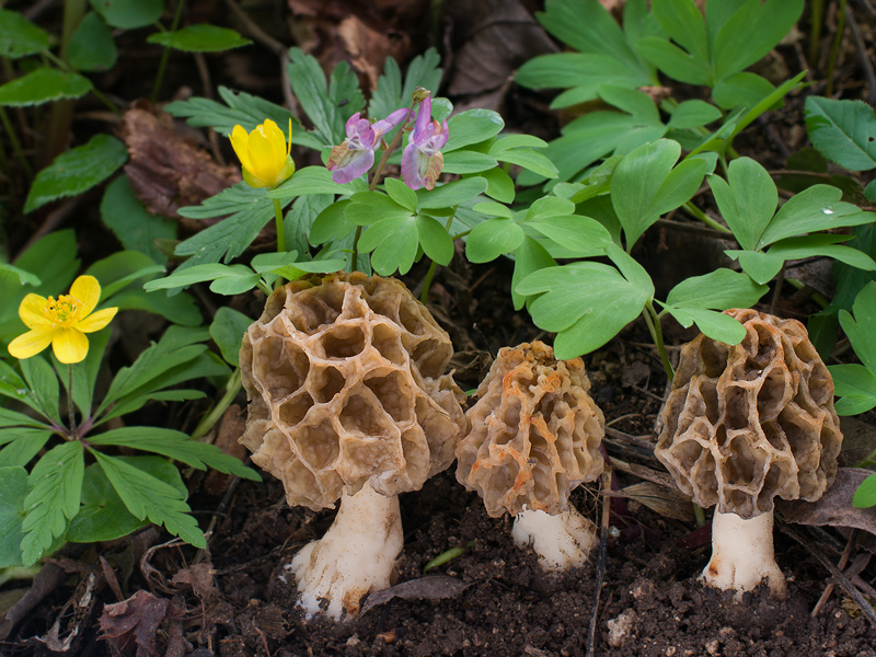 Morchella esculenta